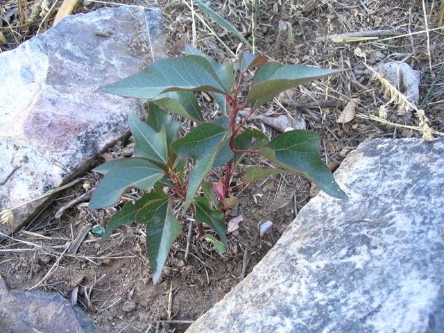 Picture%20056_reducida.jpg
