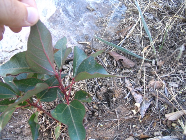 Picture%20057_reducida.jpg