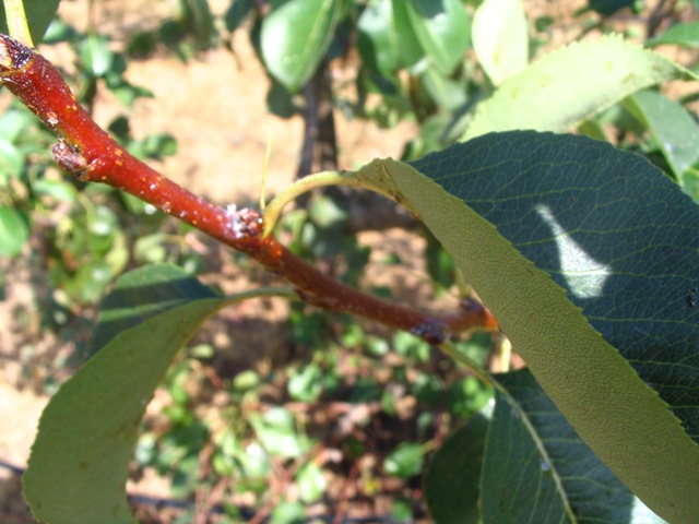 Picture%20067_reducida.jpg