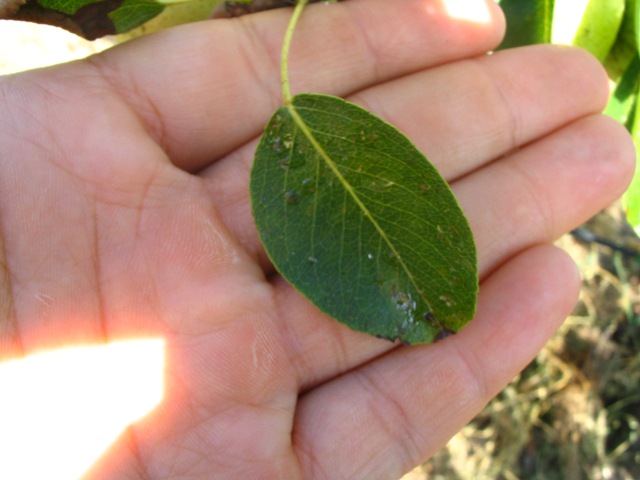 Picture%20073_reducida.jpg