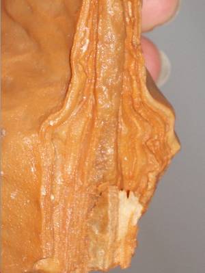 piedra_cantera1.JPG