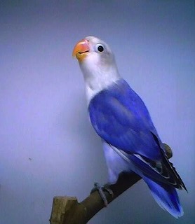 piedvio3.jpg