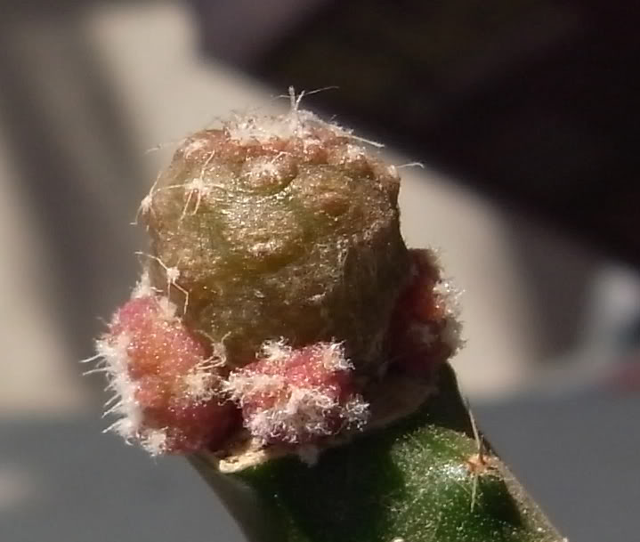 pieldelagarto_febrero2009_2.jpg