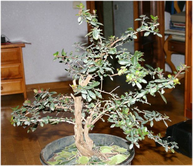 Pieris%20bien.jpg