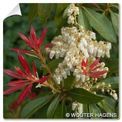 Pieris%20japonica%20Forest%20Flame.jpg