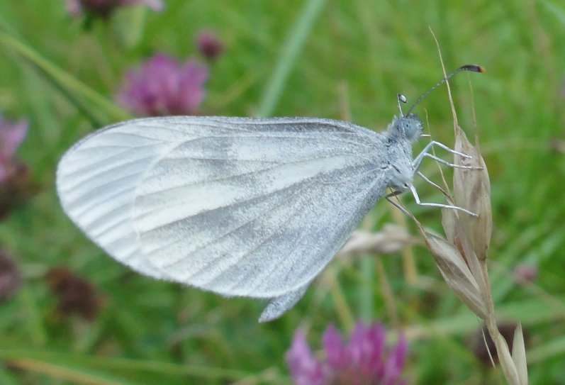 Pieris%20sp_3982.jpg
