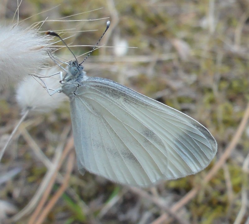 Pieris%20sp_4009.jpg