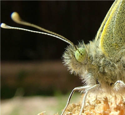 Pieris-brasicae-2.jpg