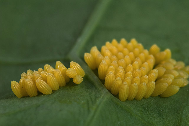 pieris-brassicae-huevos-1.jpg