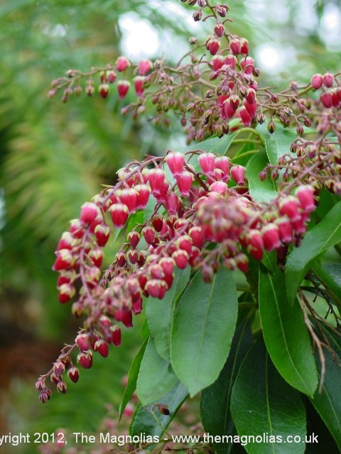 pieris-japonica-valley%20valentine.jpg