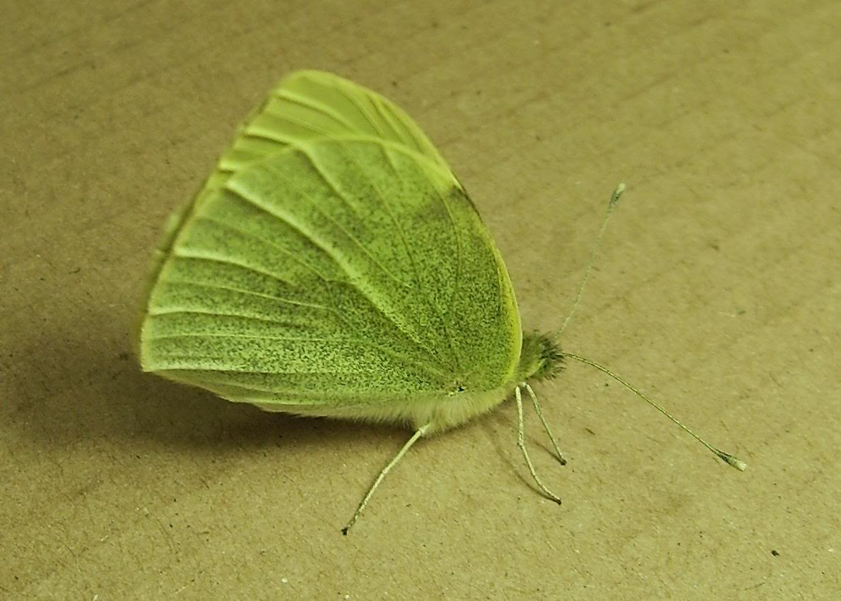 Pieris.jpg
