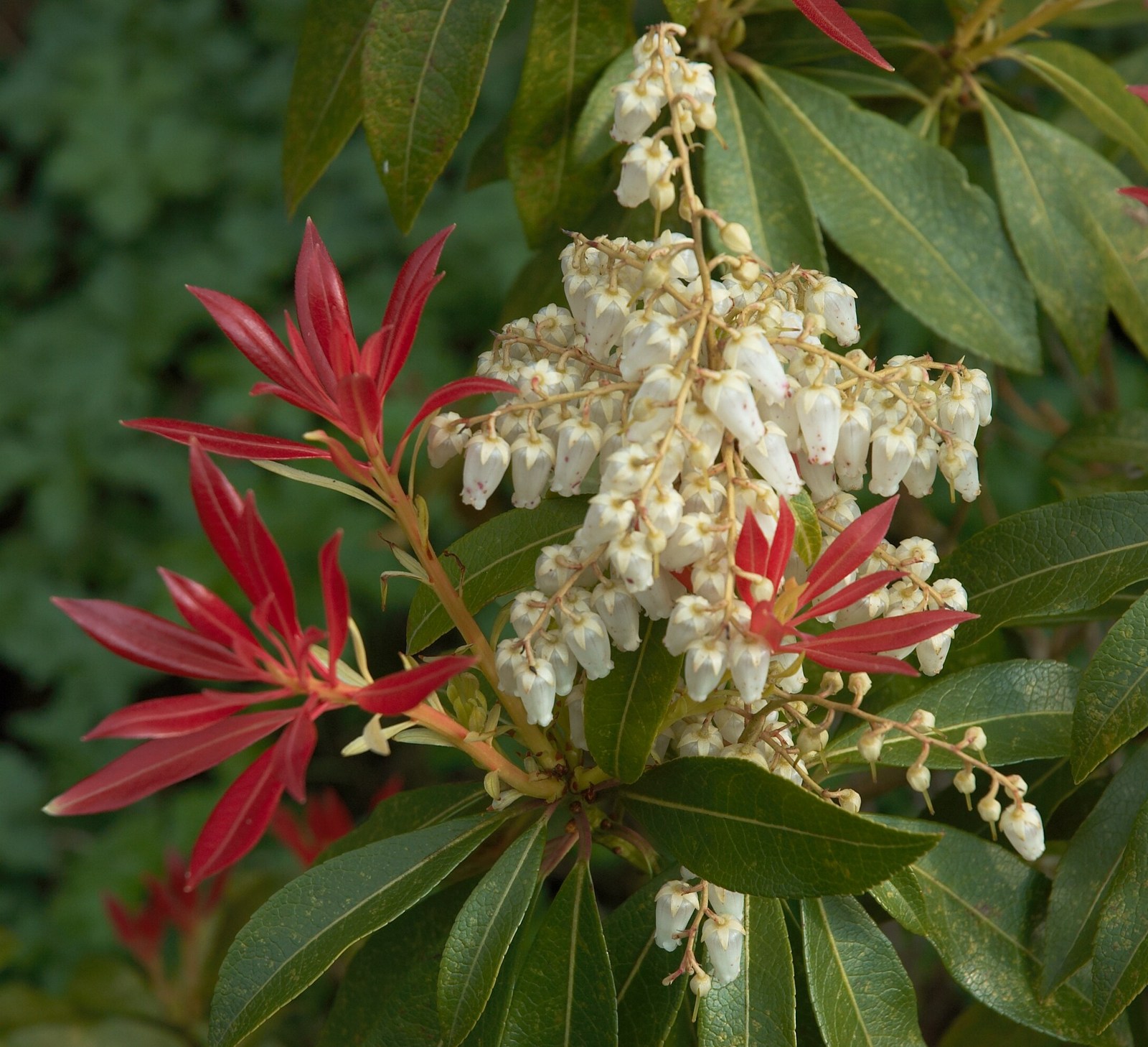 Pieris_forest_flame_A.jpg