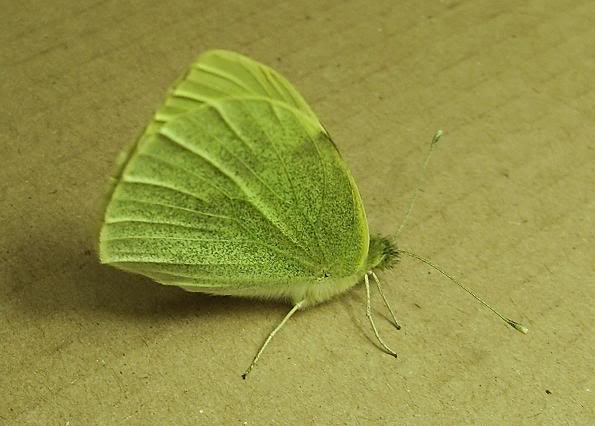 Pierisbrassicae-1.jpg