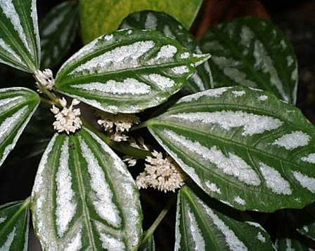 pilea-cadierei.jpe