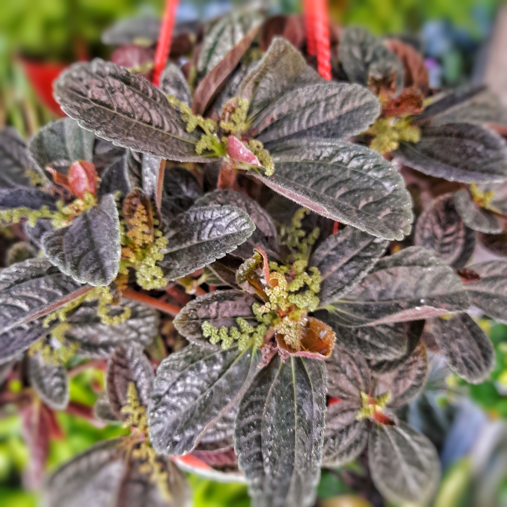 pilea-hoja-grande-21-d51d99c7836f37c79916111592471757-1024-1024.jpe