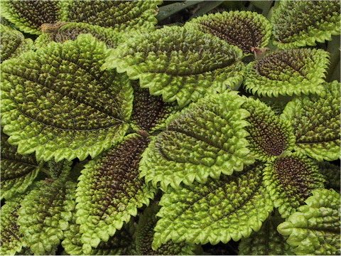 pilea_2.jpg