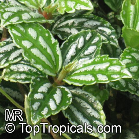 Pilea_cadierei8673.jpg
