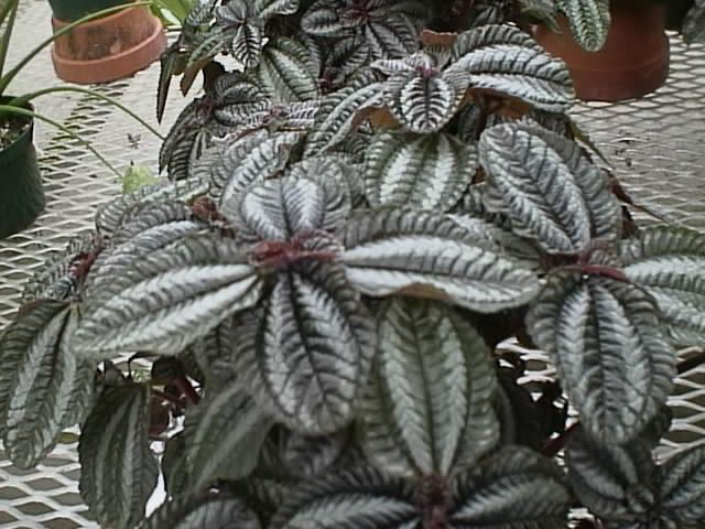 pilea_involucrata.jpg