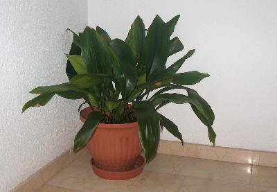 PILISTRA01.JPG