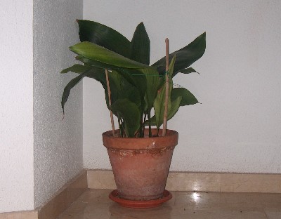 PILISTRA02.jpg