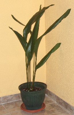 PILISTRA03.jpg