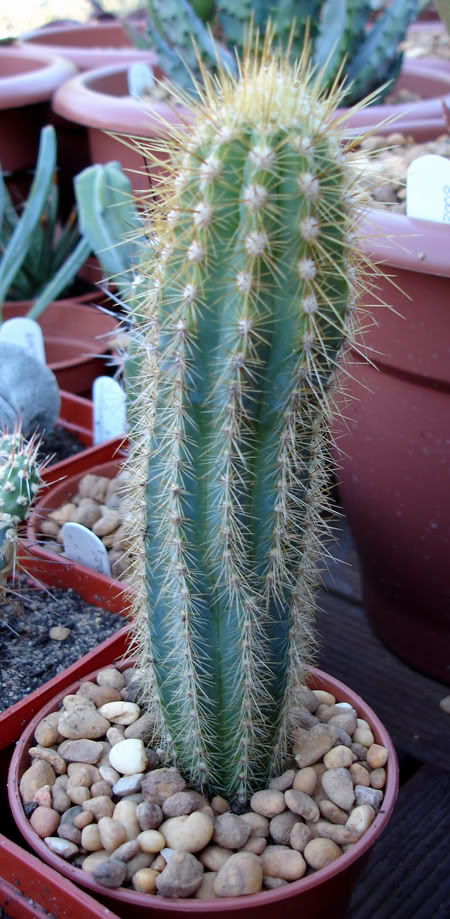 pilosocereusazureus06-2008.jpg