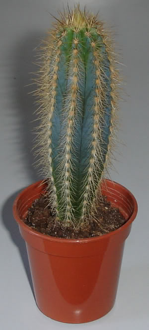 pilosocereusazureus10_07a.jpg