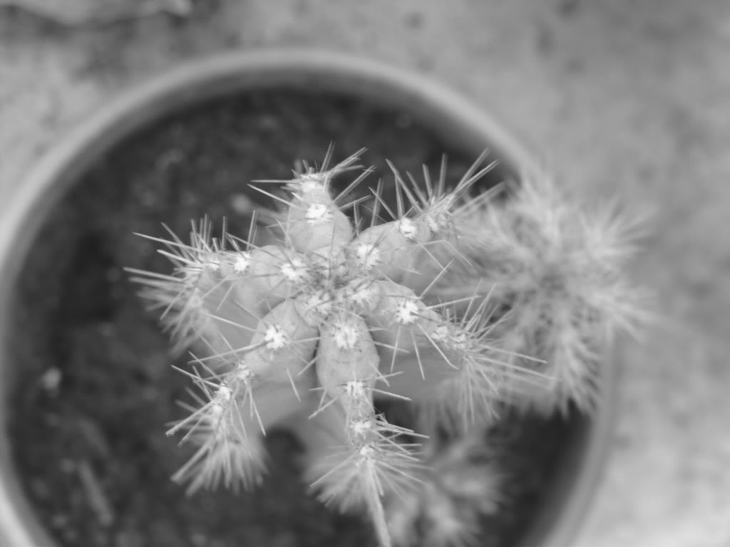 pilosocereusblancoynegro.jpg