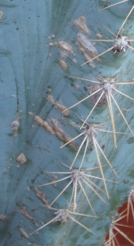 pilosocereusmancha2_zps290f043b.jpg