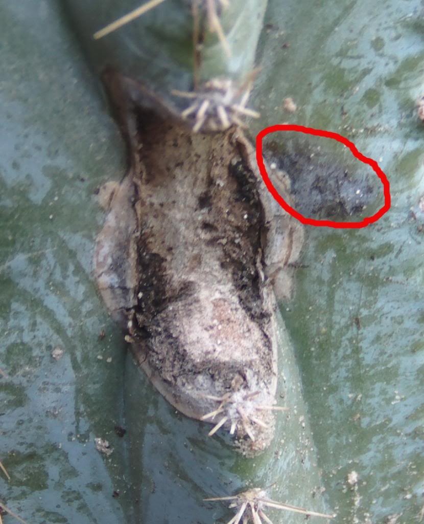pilosocereusmancha3_zps929127db.jpg