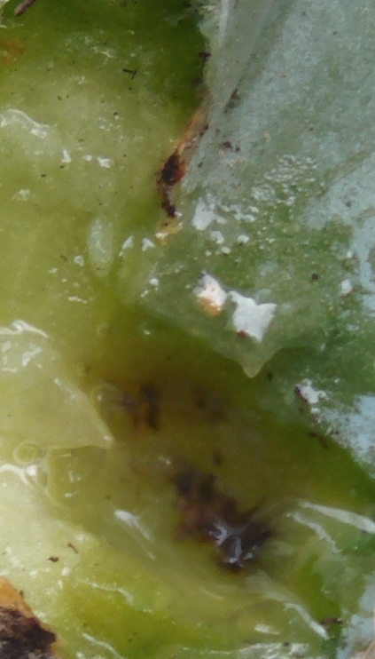 pilosocereusmancha4_zpsed05d022.jpg