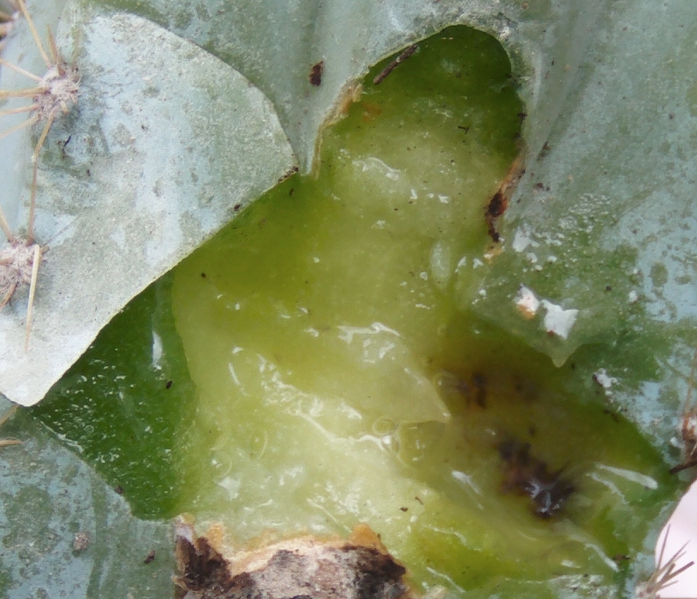 pilosocereusmancha5_zps9591e87e.jpg