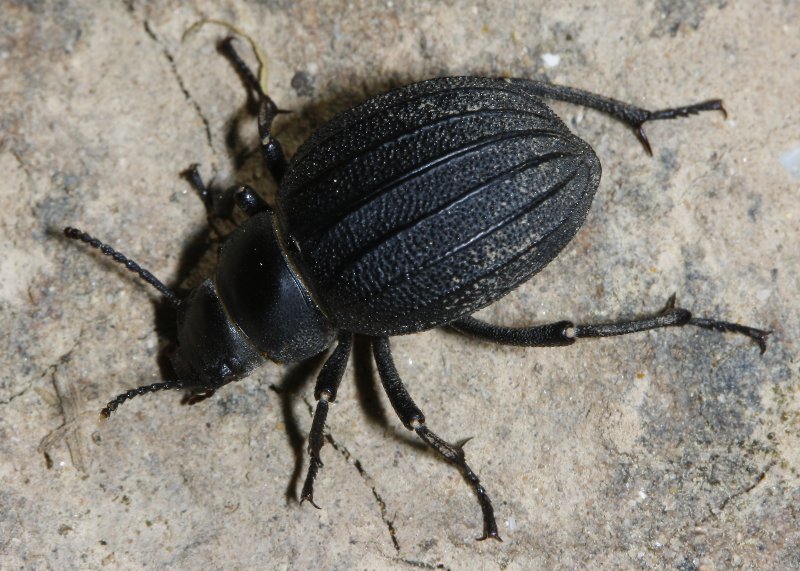 Pimelia%20sp_2079.jpg