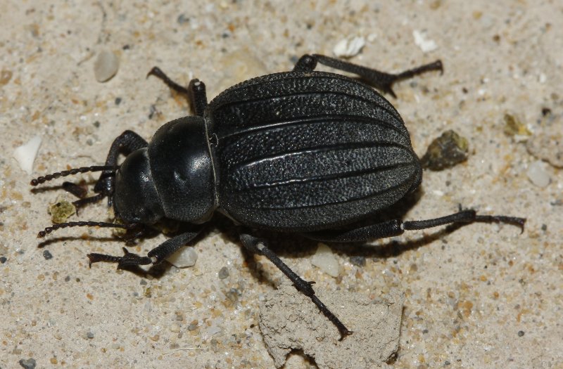 Pimelia%20sp_3268.jpg