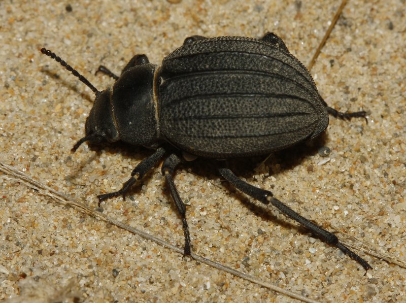 Pimelia%20sp_3990.jpg