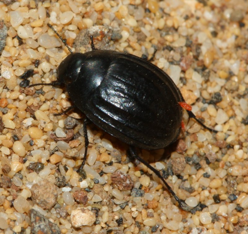 pimelia_sp_1812.jpg