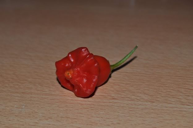 pimienta.jpg