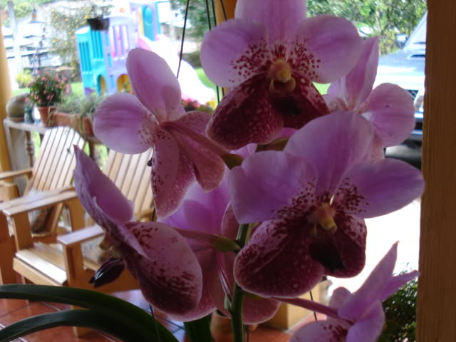 pimienta057.jpg