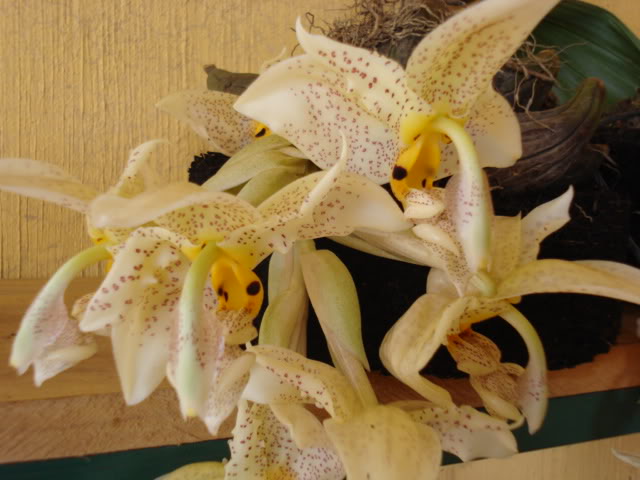pimienta059.jpg