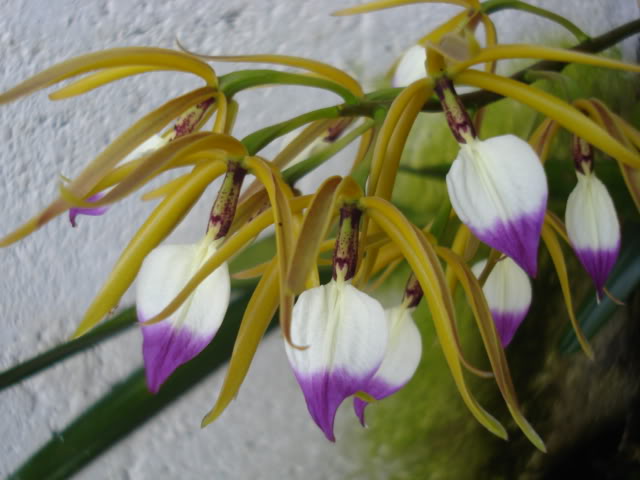 pimienta062.jpg