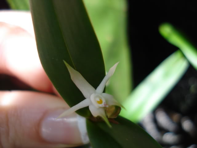 pimienta065.jpg