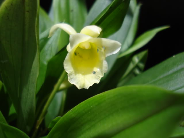 pimienta067.jpg