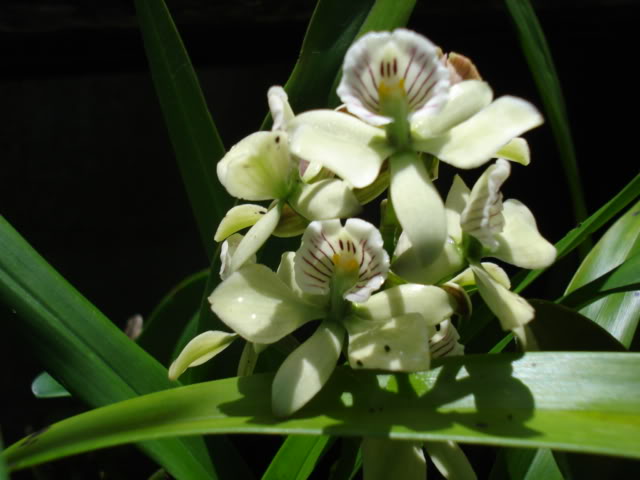 pimienta068.jpg