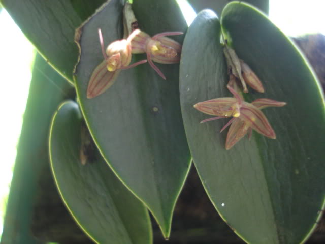 pimienta072.jpg