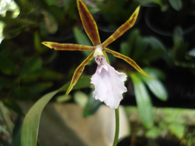 pimienta076.jpg