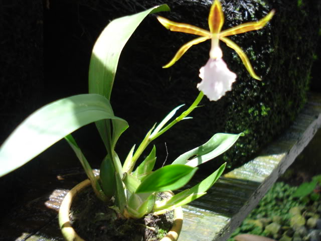 pimienta078.jpg