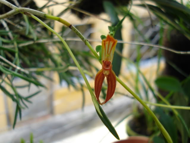 pimienta080.jpg