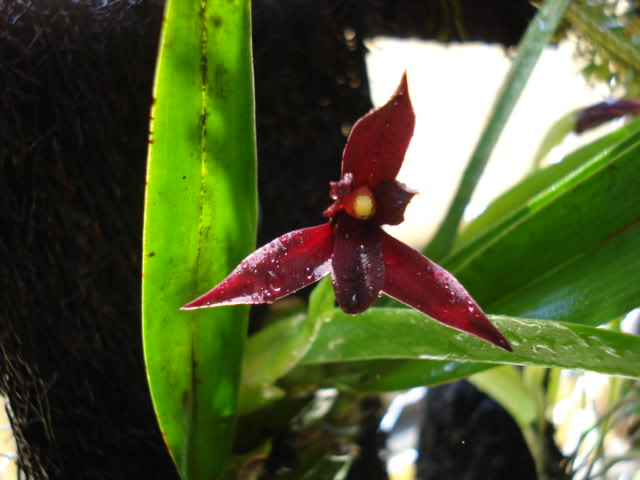 pimienta082.jpg
