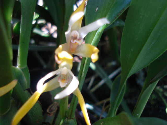 pimienta086.jpg