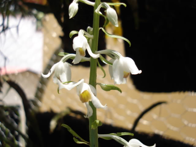 pimienta087.jpg